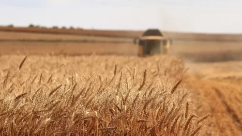 Global Grain Production Hits Historic Highs: Navigating the Shifts in Agricultural Economics